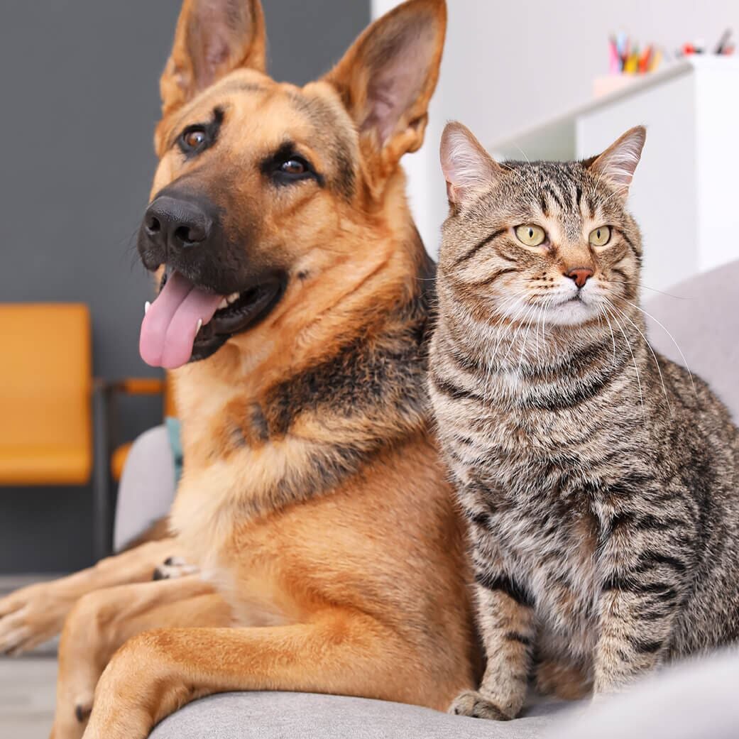 german shepherd and striped cat sitting together on a couch